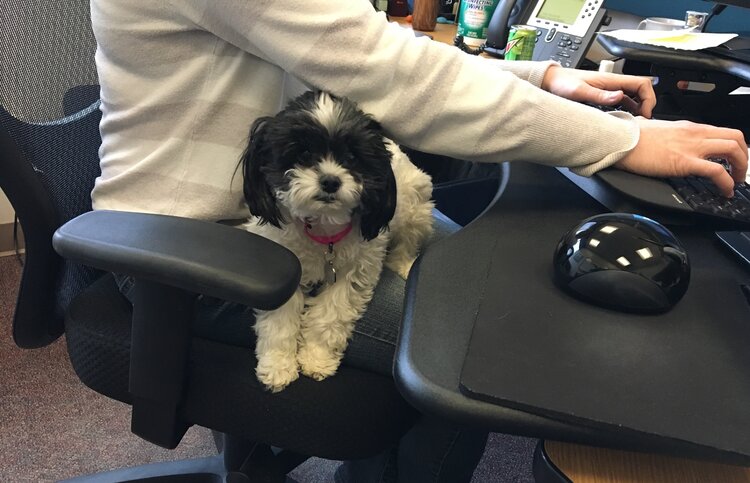 A cute dog sitting on an employee's lap as she works on the computer.